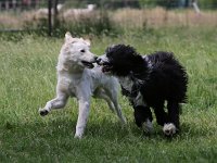 Puppys van Bliss040622-0063